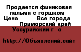 Продается финиковая пальма с горшком › Цена ­ 600 - Все города  »    . Приморский край,Уссурийский г. о. 